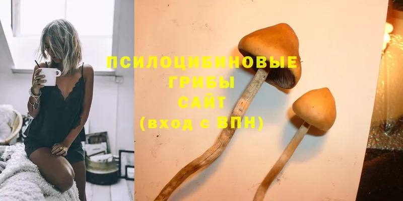 Псилоцибиновые грибы Psilocybine cubensis  купить   Кологрив 